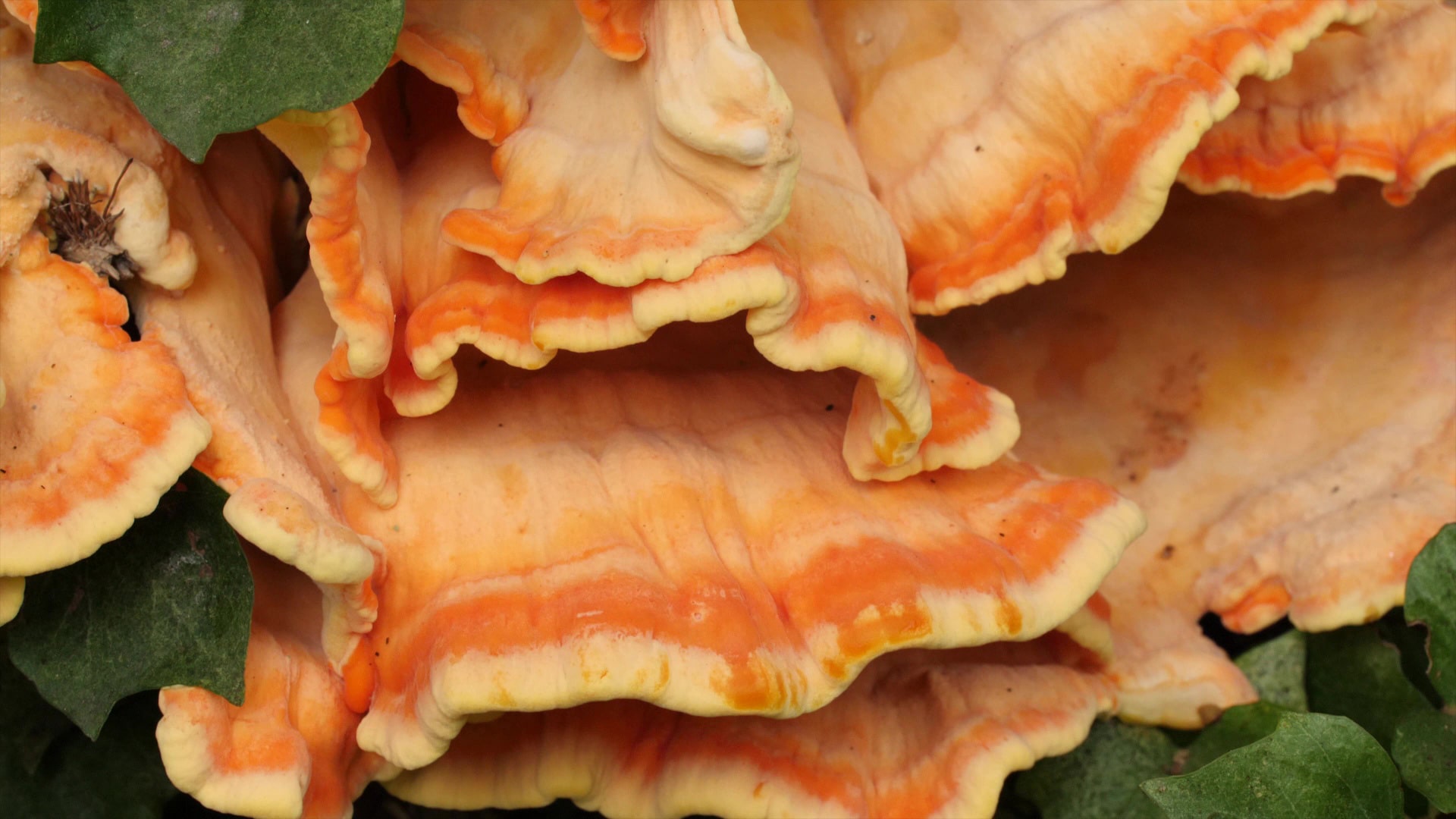 polypore soufre champignon