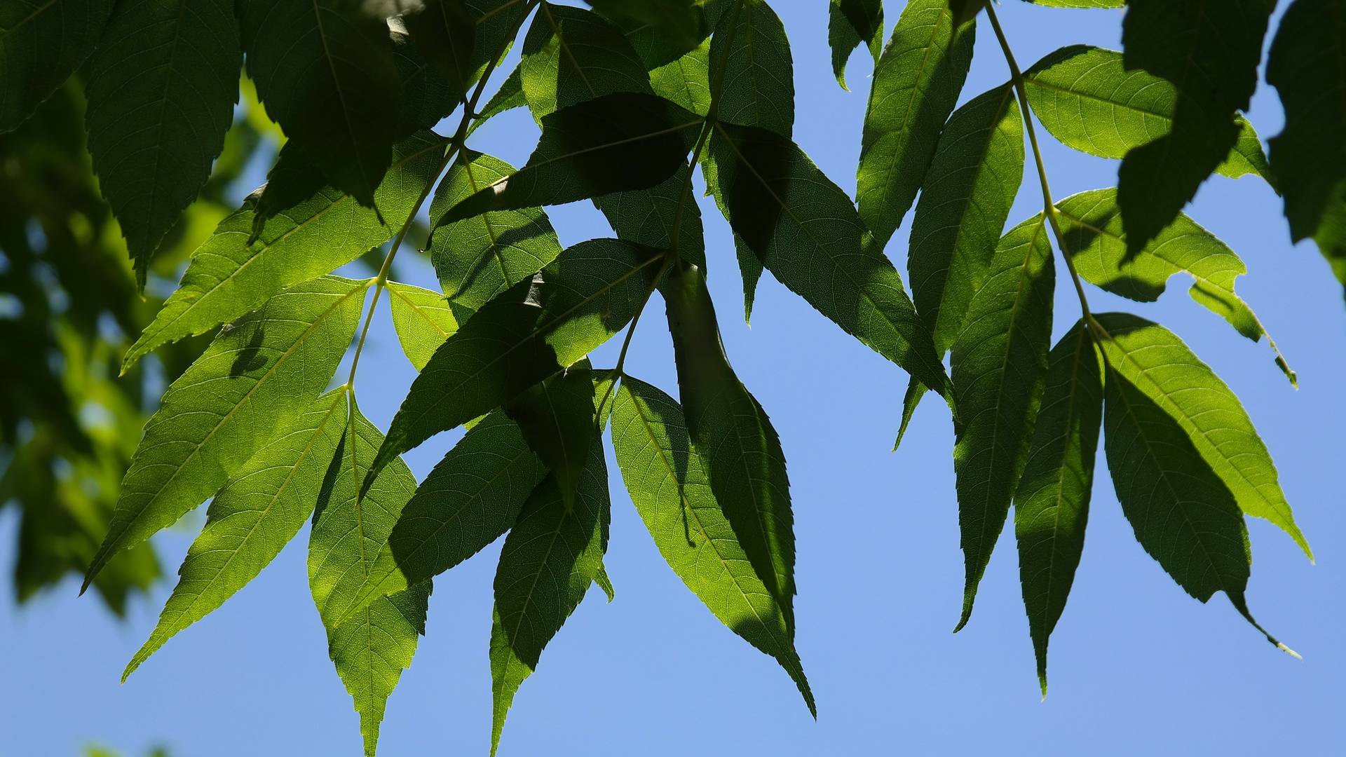 feuilles de frenes sur fond de ciel bleu