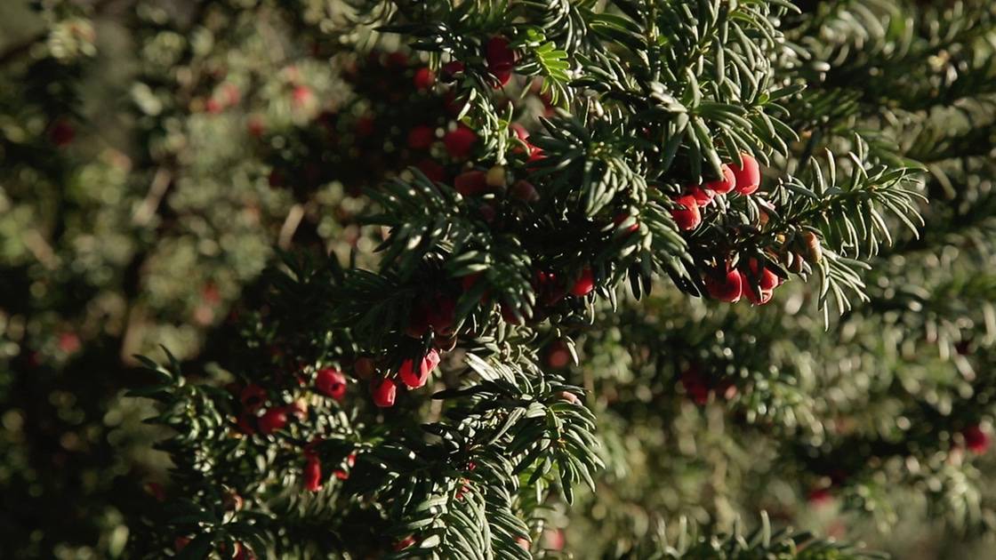 if taxus baccata arille