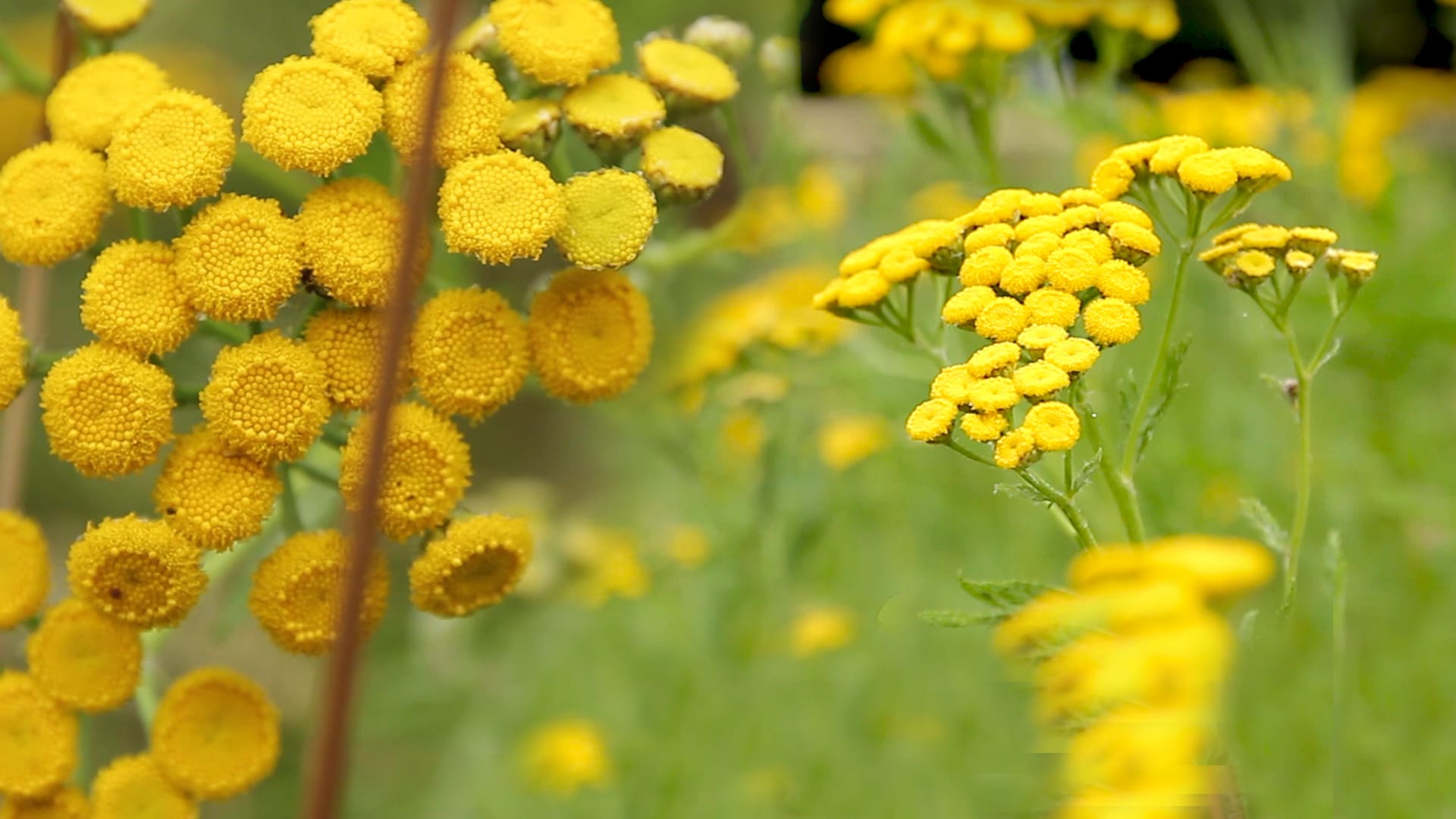 fleurs jaunes de tanaisie