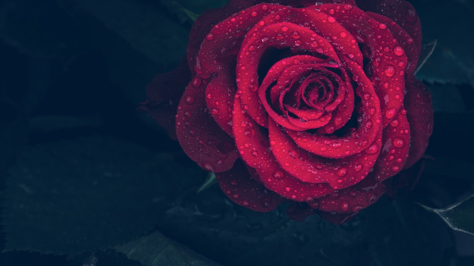 rose-rosee-saint-valentin
