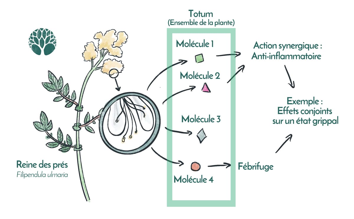 totum d'une plante et action synergique de molécules
