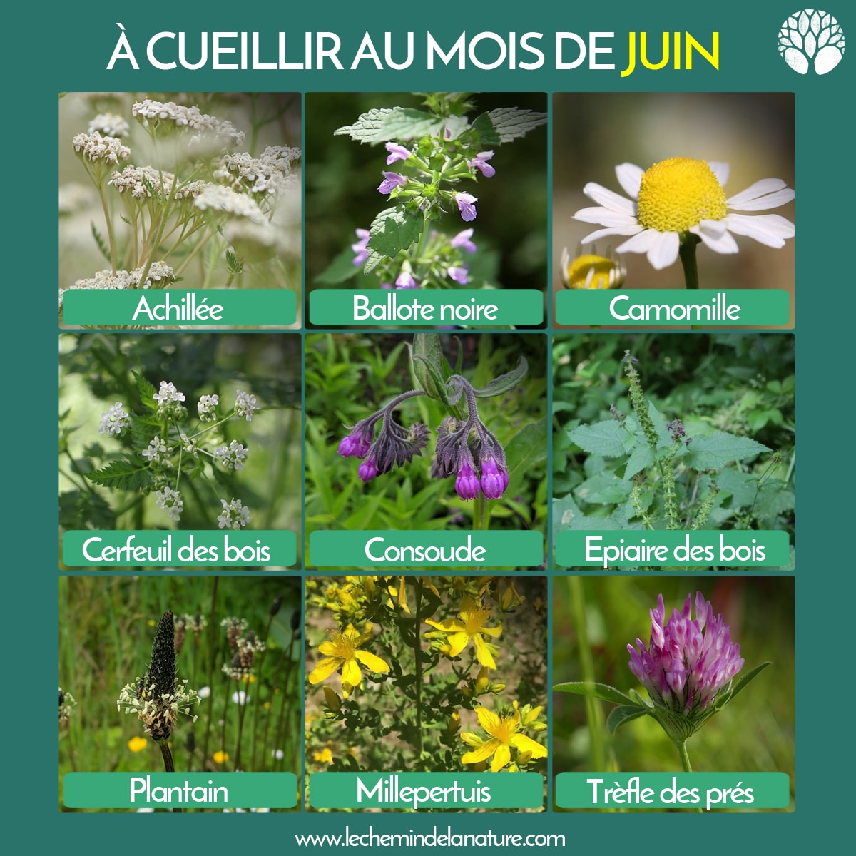 calendrier cueillette plantes sauvages juin